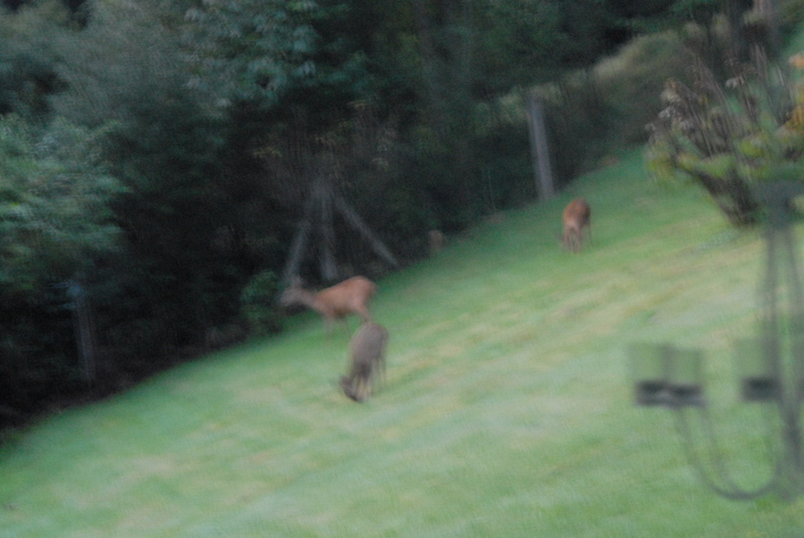 Rehe 1