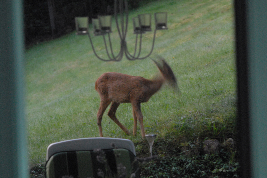 Rehe 2