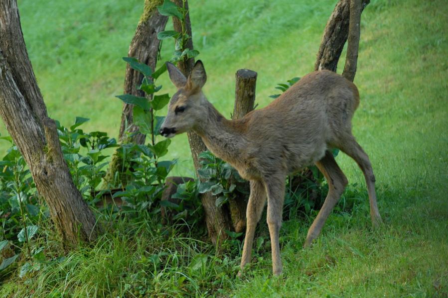 Rehe 3