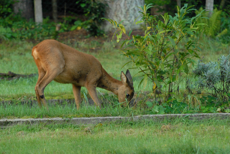 Rehe 5