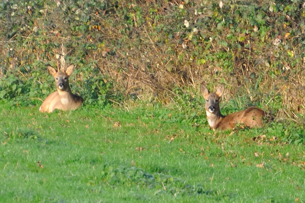 Rehe am Sonntag morgen