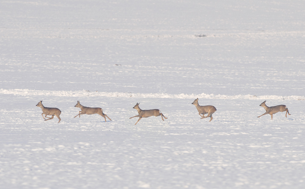 Rehe flüchtig