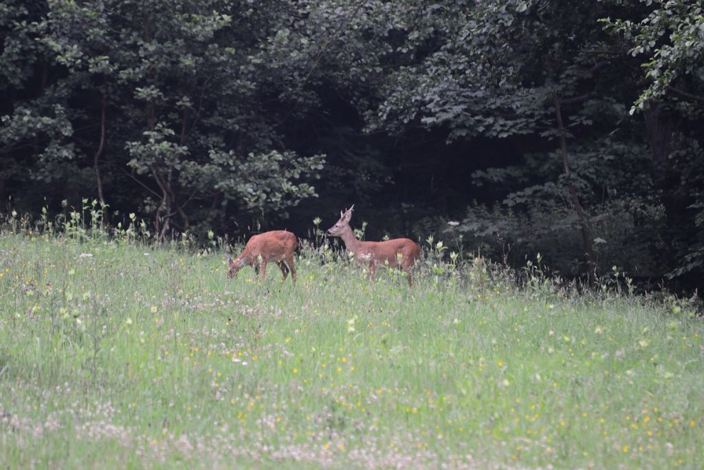 Rehe