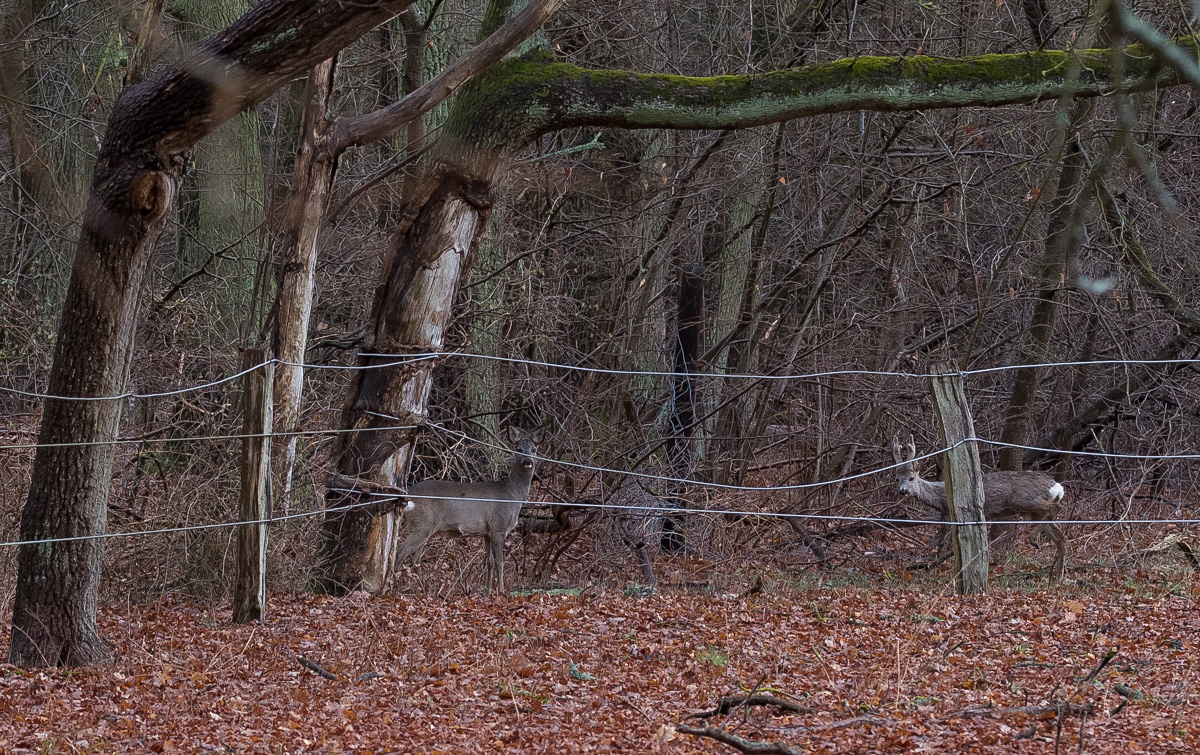 Rehwild 2 (1 von 1).JPG