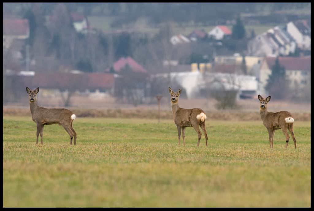 rehwild gerstungen radloff