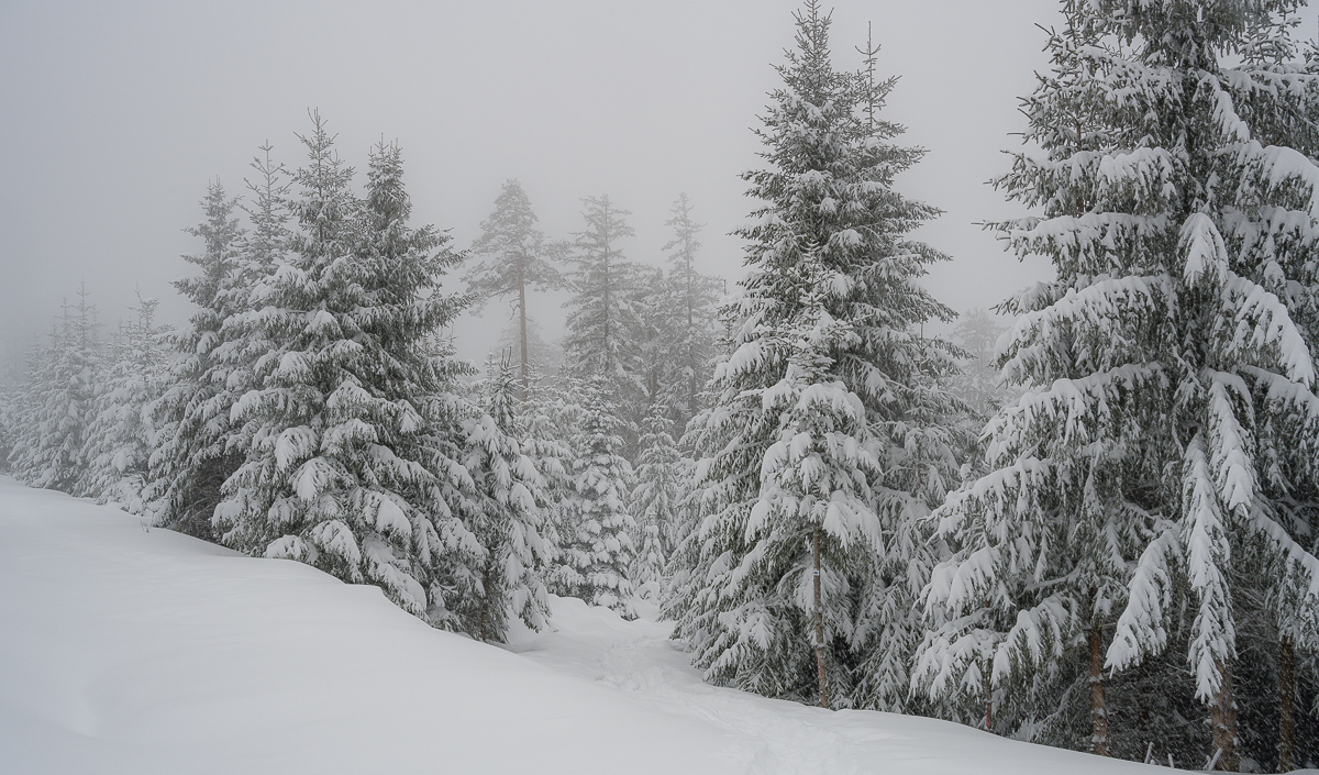 Reichental-Schwarzmiss-Schneeschuhe-3316.jpg