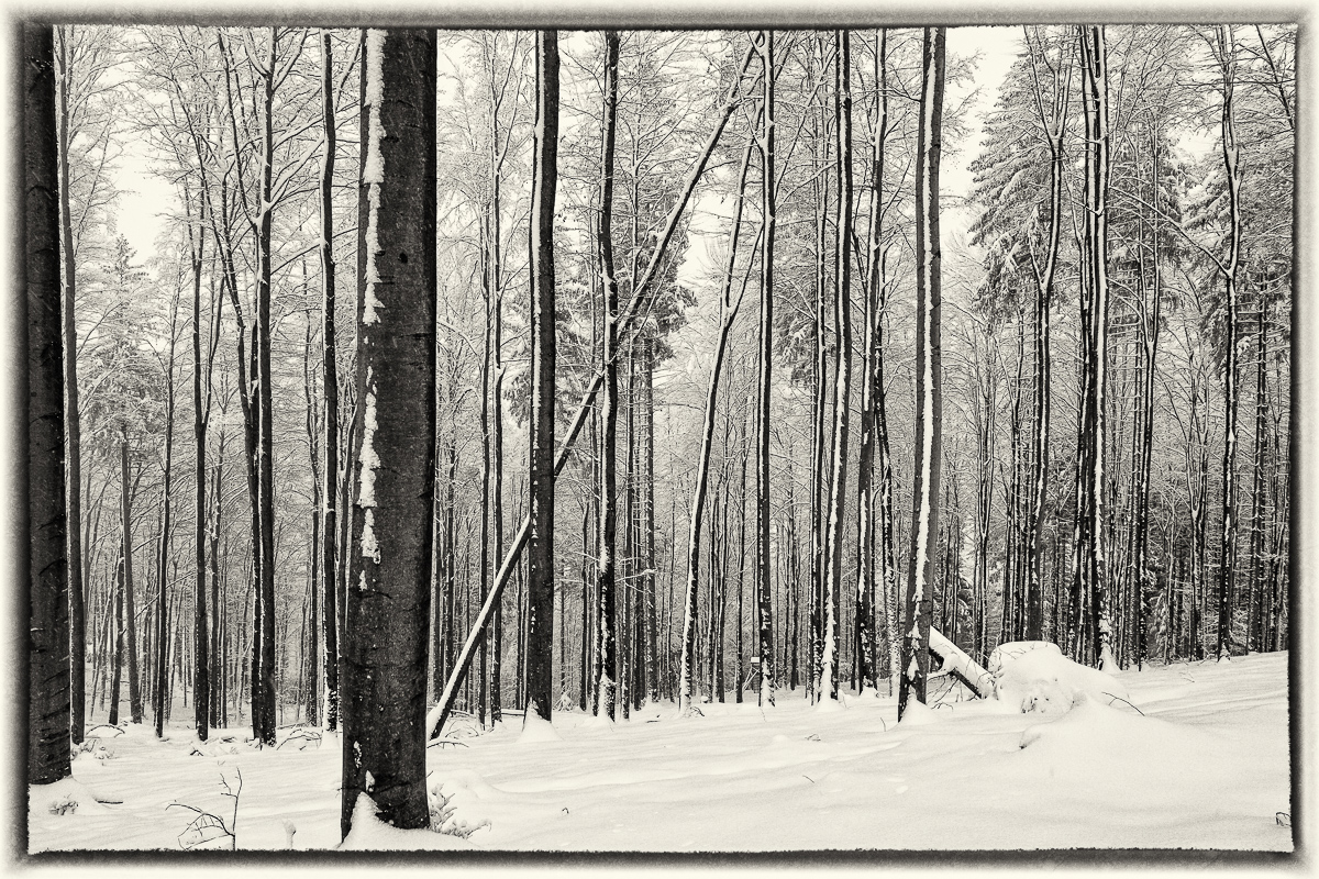 Reichental-Schwarzmiss-Schneeschuhe-3325.jpg