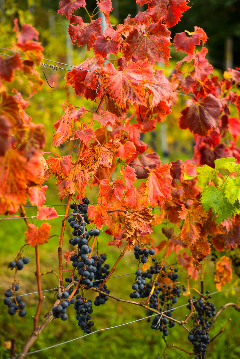 reife Trauben und rotes Laub