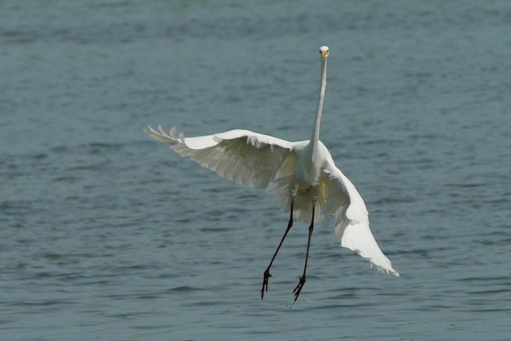 Reiher 003