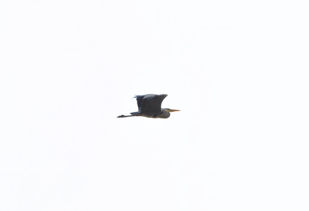 Reiher 01