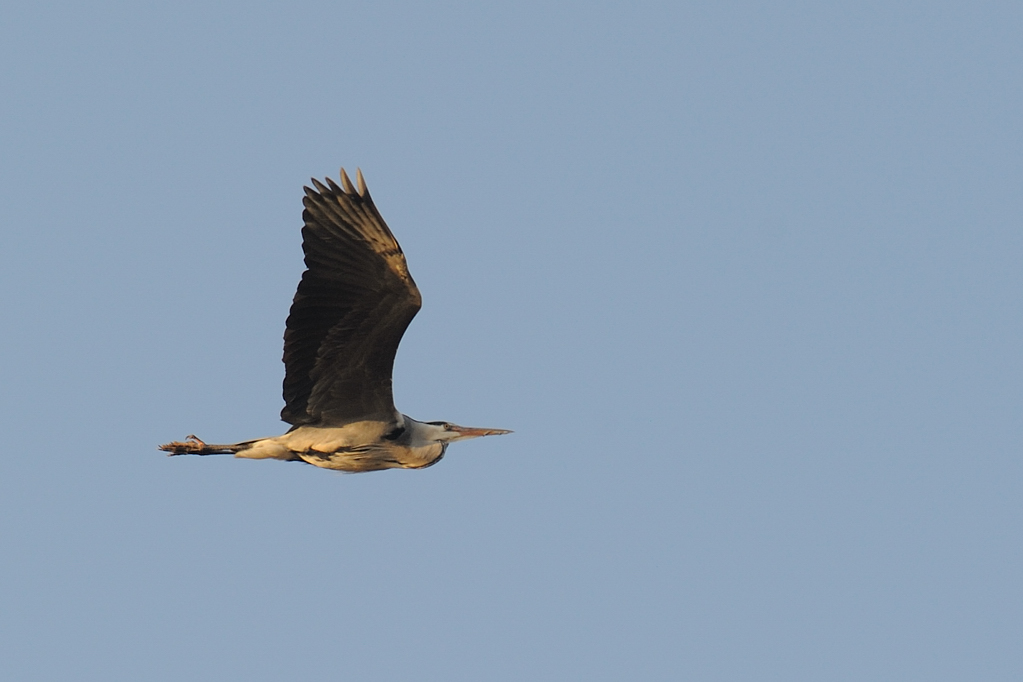 Reiher Airlines