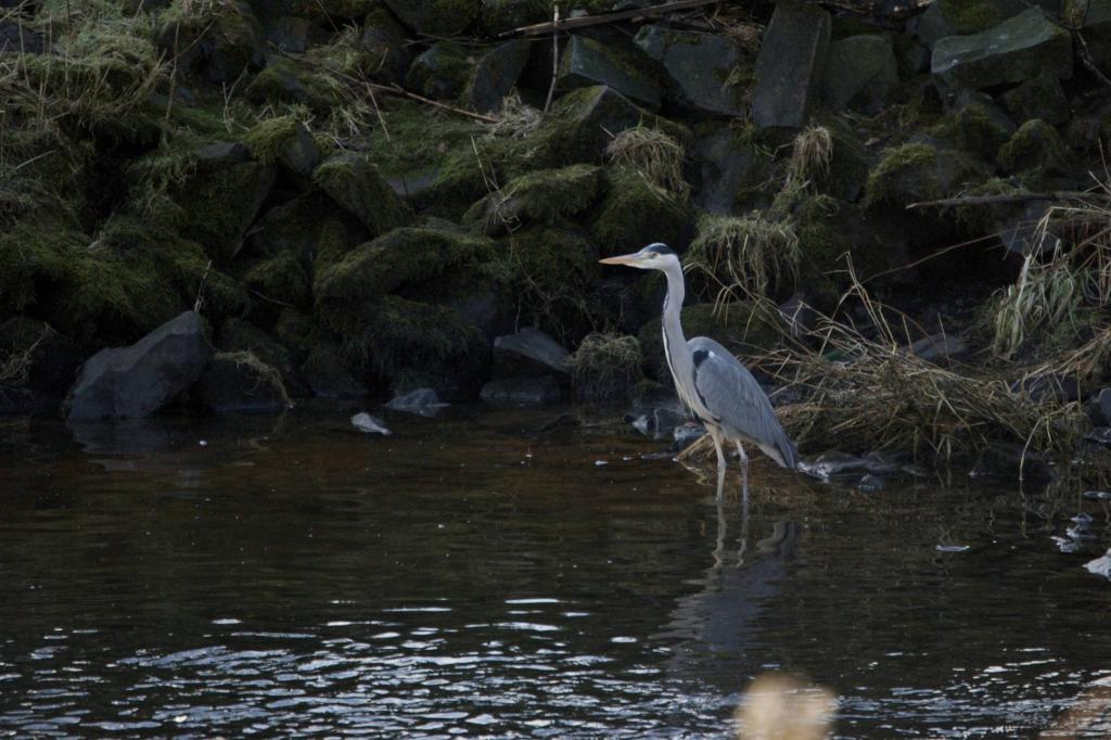 Reiher-Geier