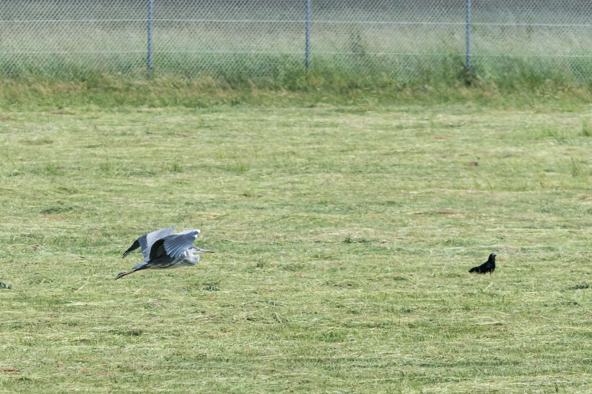 Reiher im Flug