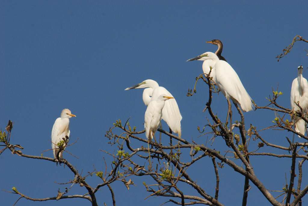 Reiher und Schlangenhalsvogel
Brennweite 400, 1/640 sek, ISO 400, F13
Aufgenommen freihand vom Boot