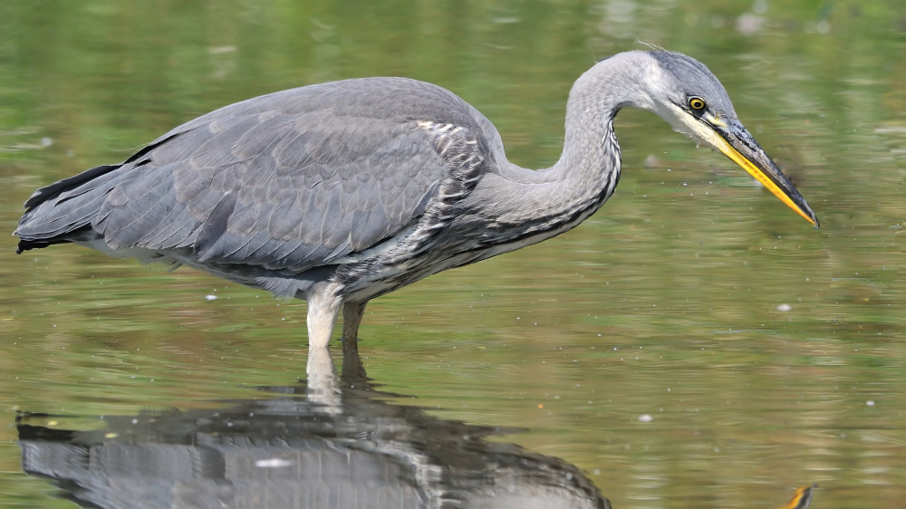 reiher