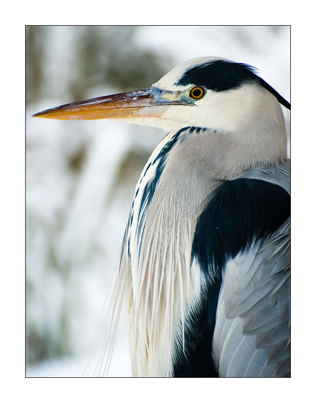 Reiher