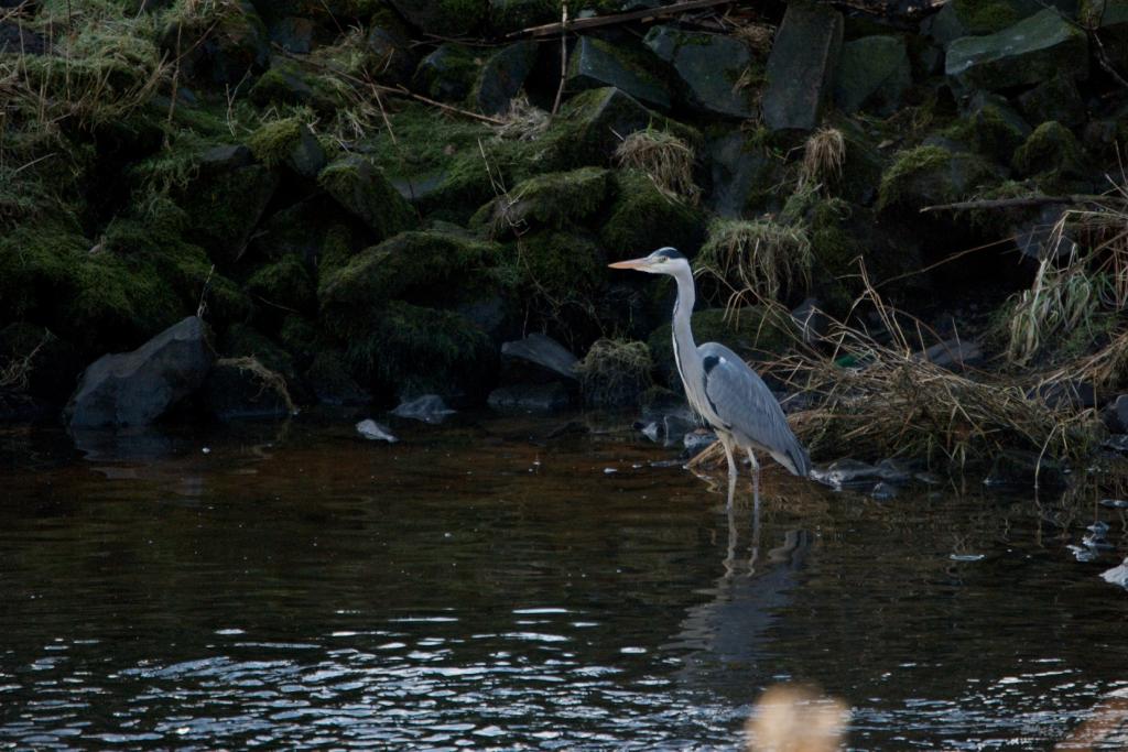 Reiher
