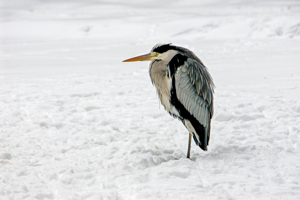 Reiher