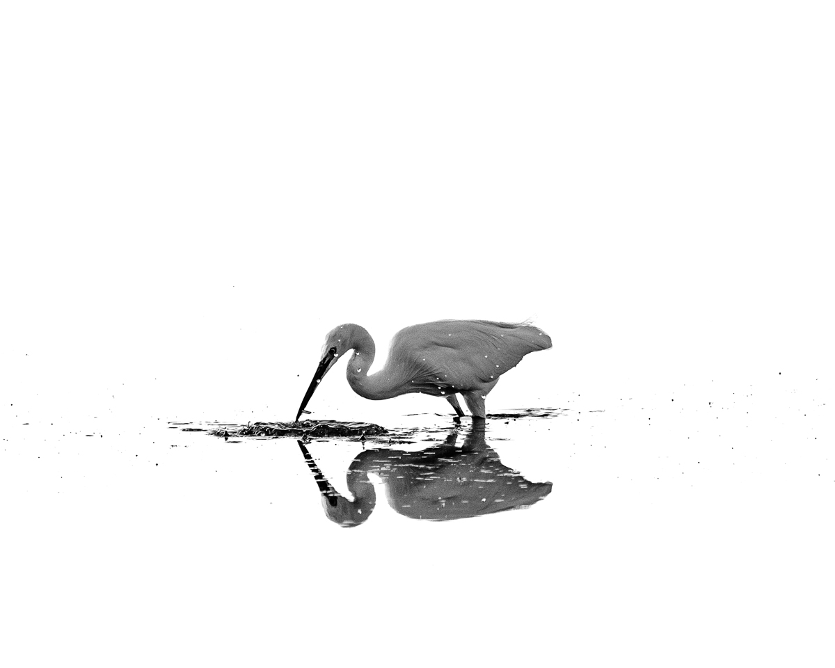 Reiher