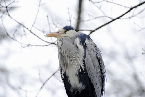 Reiher