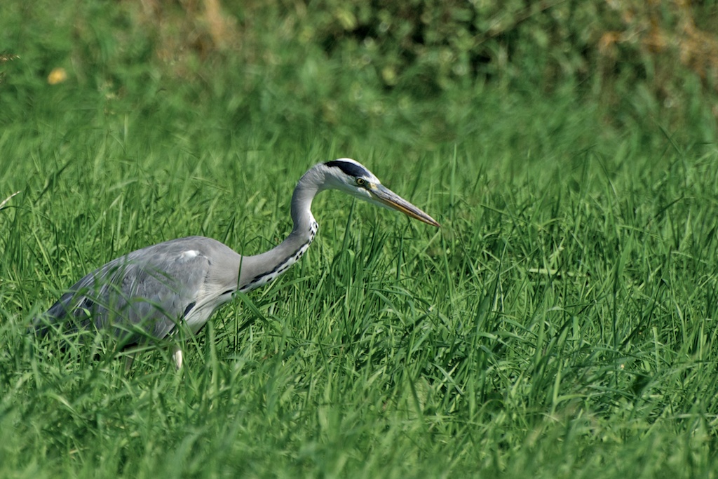Reiher