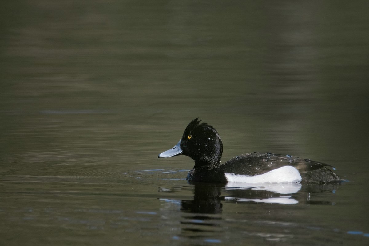 Reiherente am Beversee