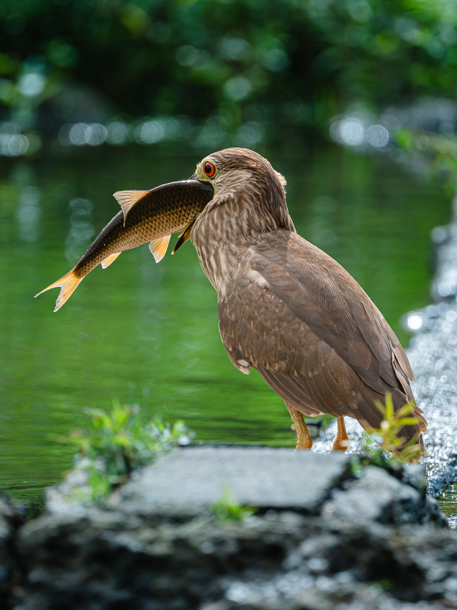 ReiherFischGroß.jpg