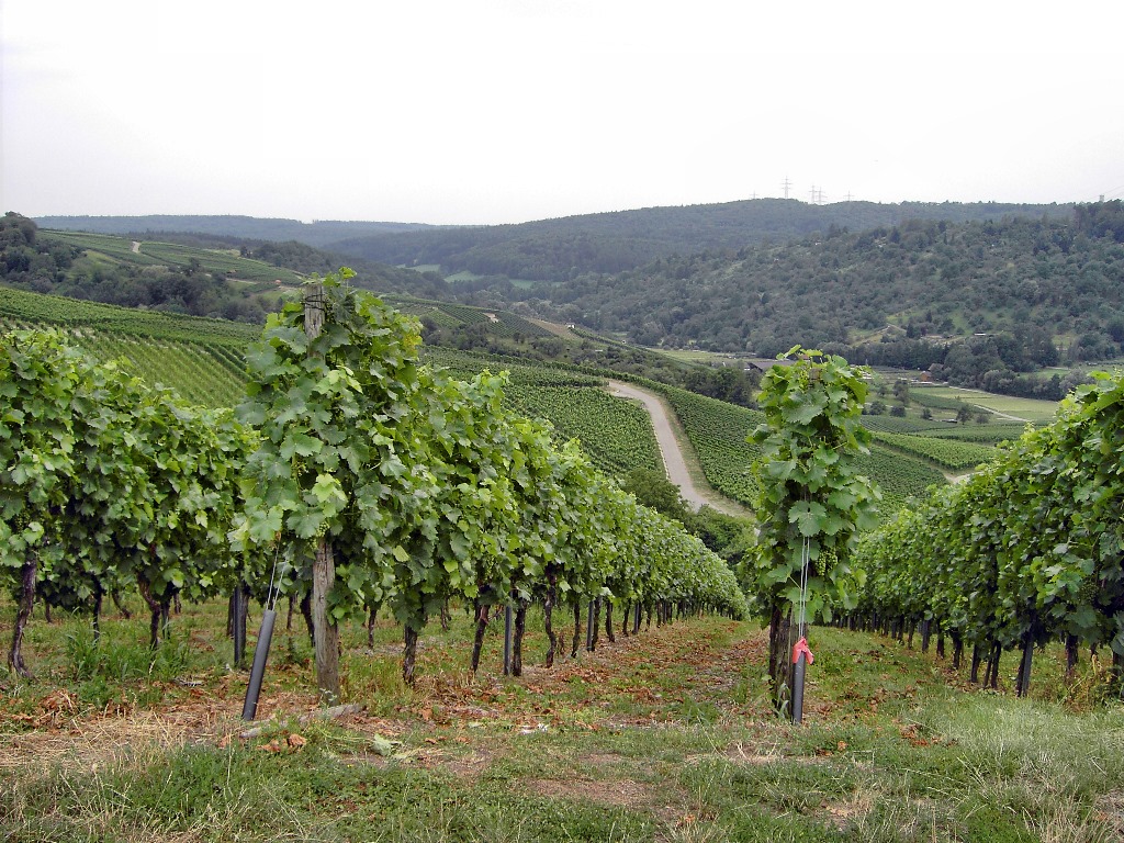 Remstal Weinanbau Schnait