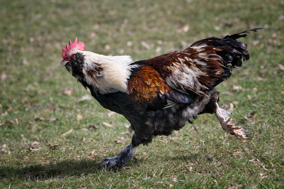 renn-goggel-1.jpg
