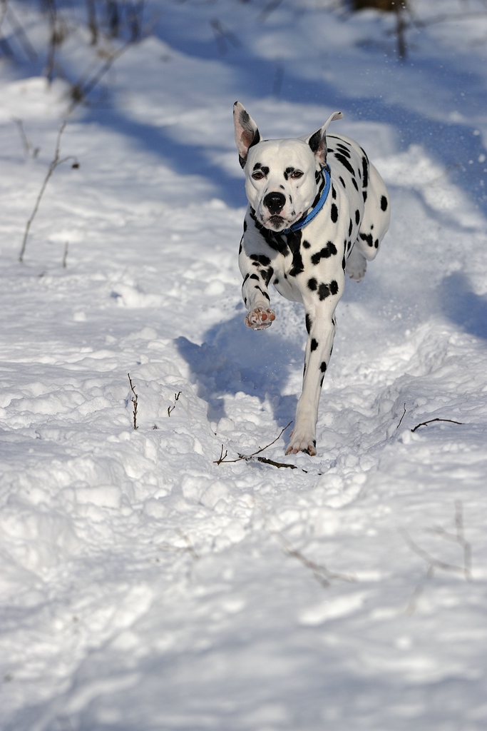 Rennen im Schnee