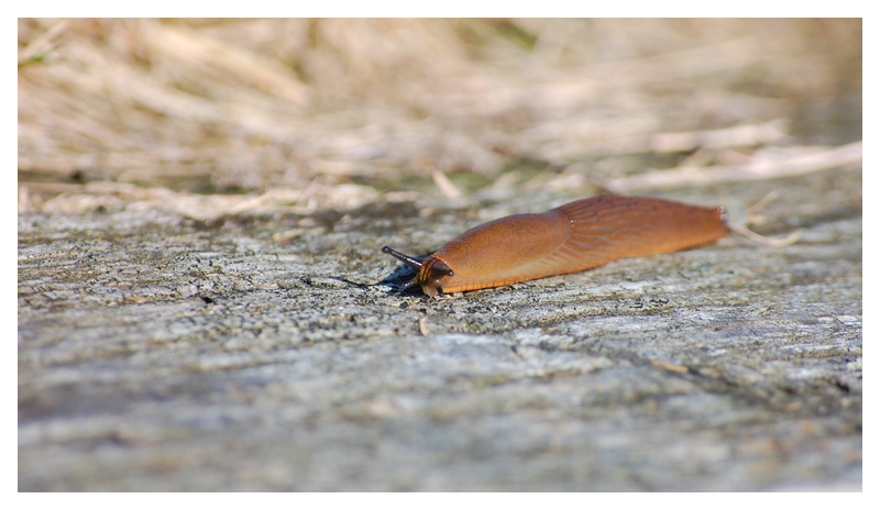 Rennschnecke