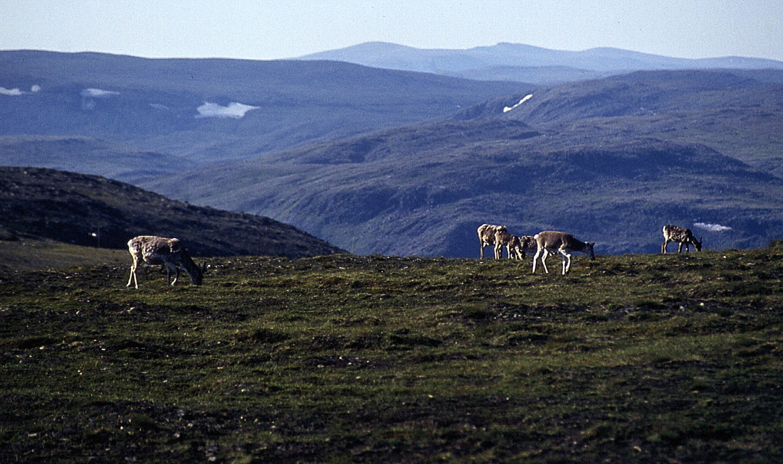 Rentiere Nordkap.jpg