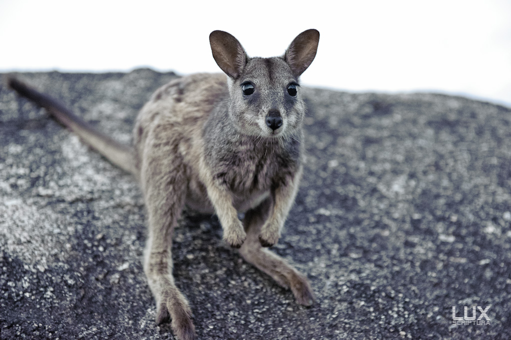 Reportage Australien 10