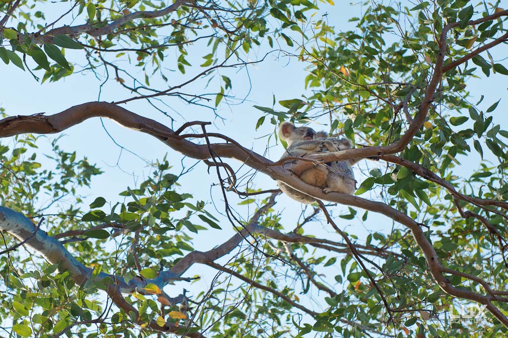 Reportage Australien 31