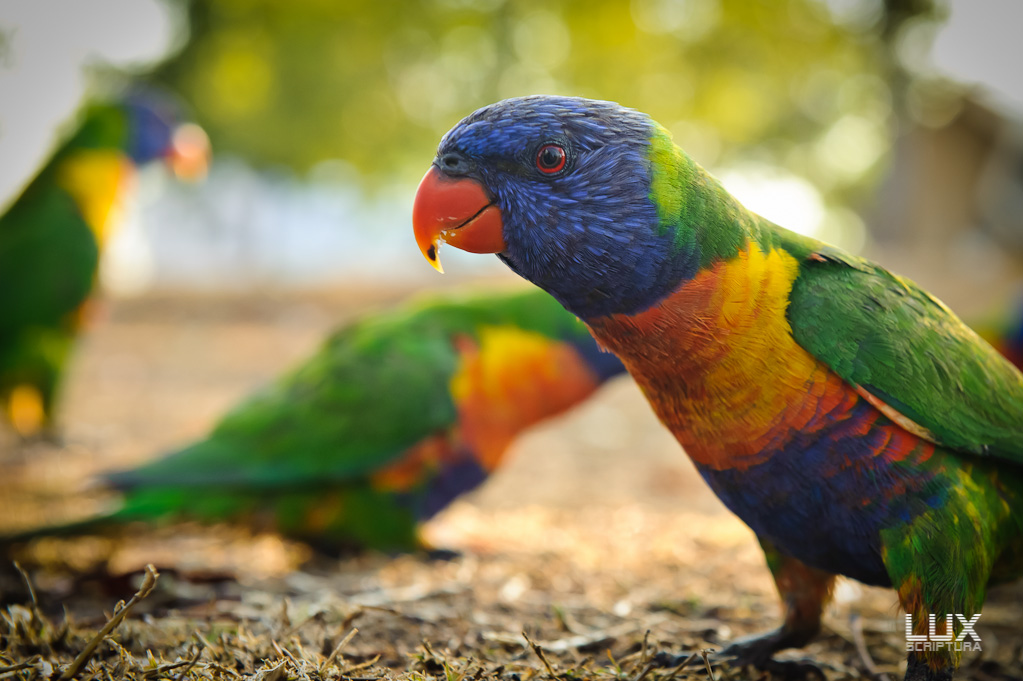 Reportage Australien 42