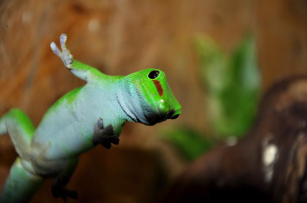 Reptilien-Zoo in Neu-Ulm

Das Bild zeigt einen Taggeko.
Brennweite 105mm
Belichtung 1/60
Blende 5.6
ISO 200
mit Blitz