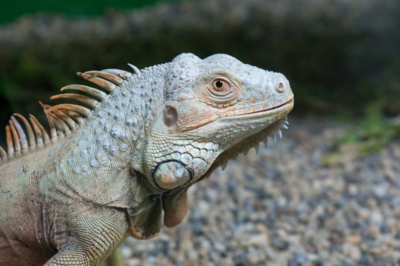 Reptilienzoo Obertraubling