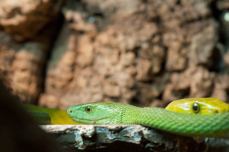 Reptilienzoo Obertraubling
