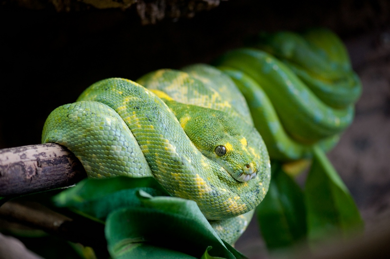 Reptilienzoo Obertraubling