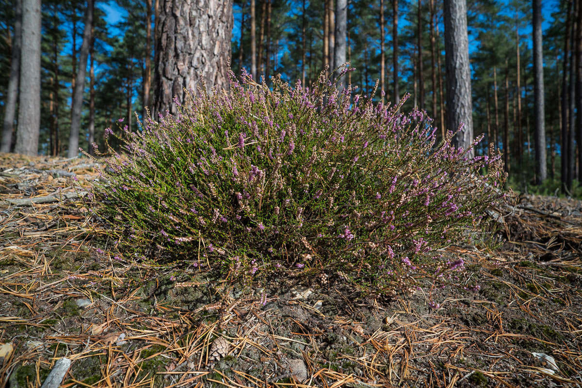Restblüten (1 von 1).jpg