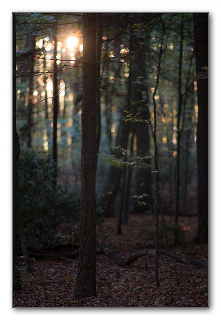 restlicht01