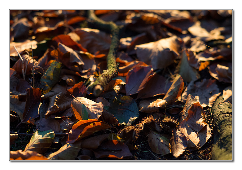 restlicht5