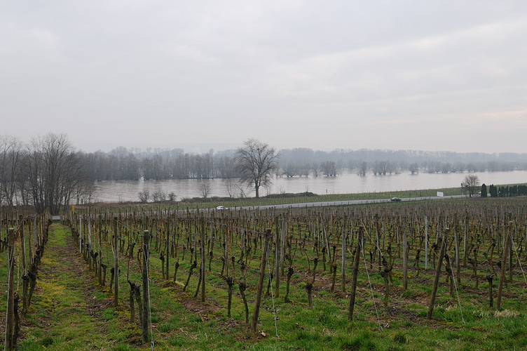 Rhein bei Hattenheim