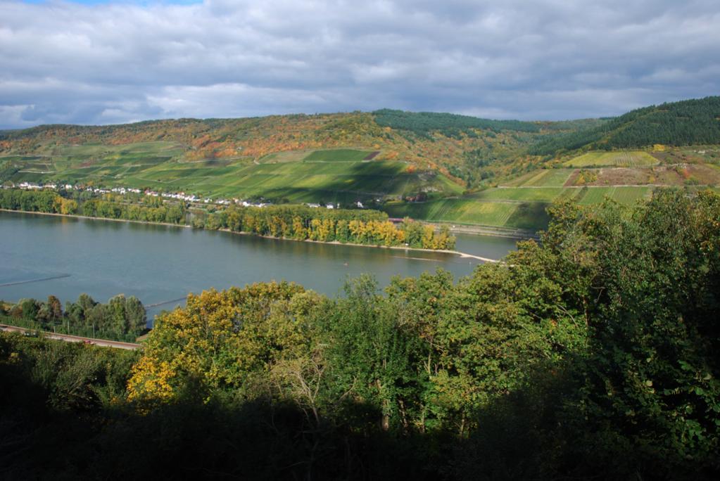 Rhein bei Lorch