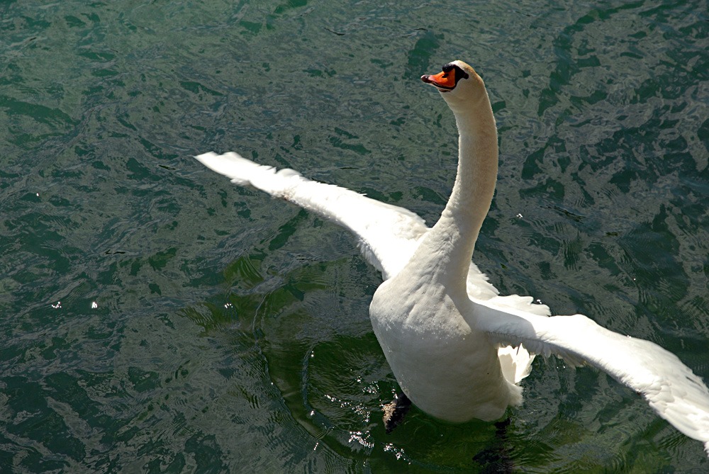 rhein schwan
