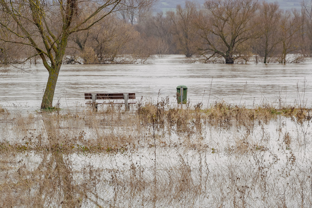 Rheinhochwasser