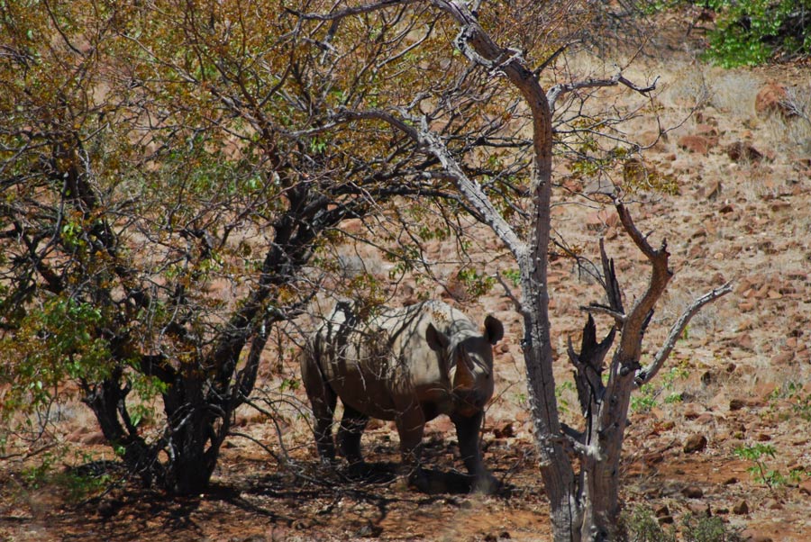 Rhino