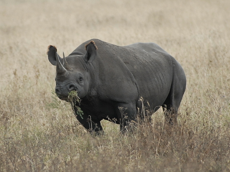 rhino