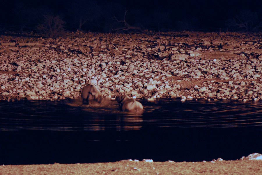 Rhinos Namibia