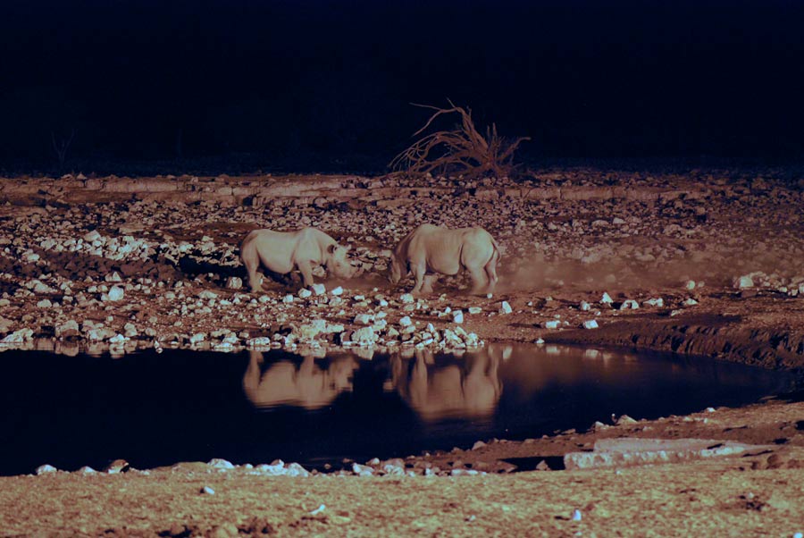 Rhinos Namibia
